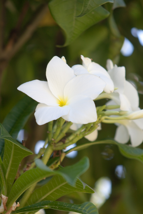 fiore mauritius